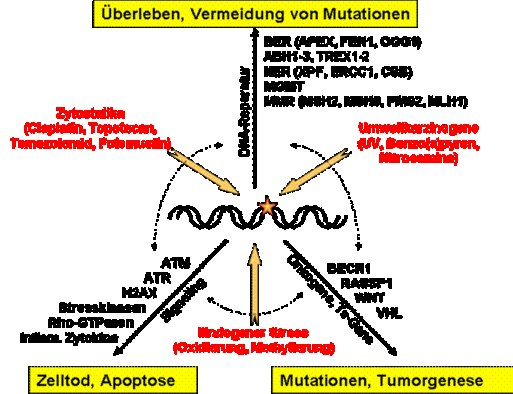 Überleben, Vermeiden von Mutationen