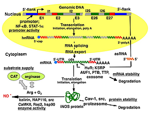 iNOS regulation