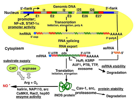 iNOS regulation