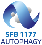 SFB1177