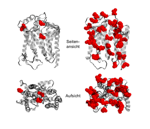 Proteine