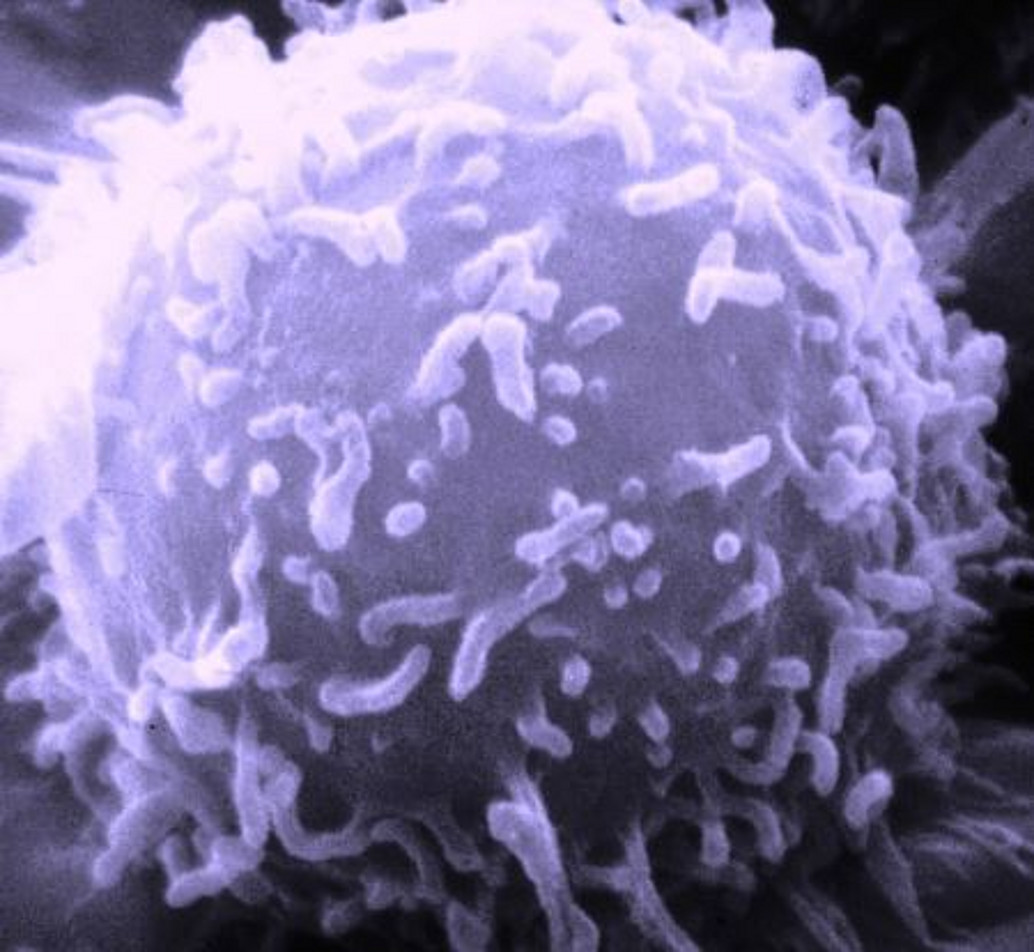 Cancer Immunotherapy