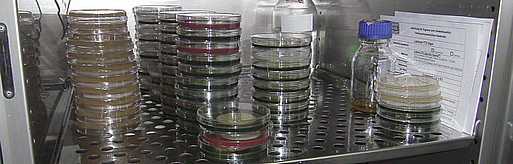 Mikrobiologische Diagnostik