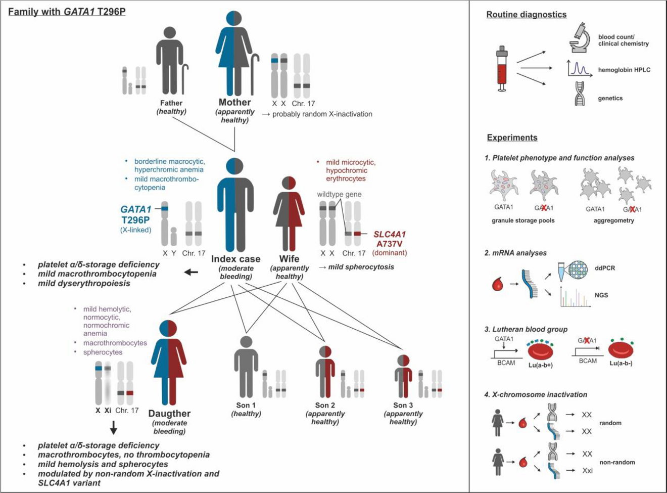 Example of a GATA1 deficient family