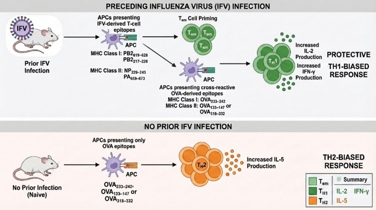Prior influenza virus (IFV) infection primes effector memory T cells via viral epitopes. Upon exposure to cross-reactive OVA epitopes, these cells mount a TH1 response characterized by IL-2 and IFN-γ production, whereas OVA exposure alone induces a TH2 response with increased IL-5 production.