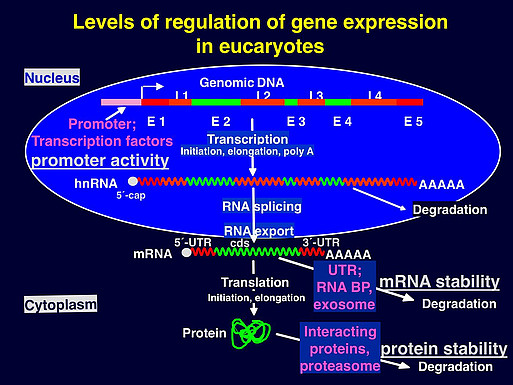 gene regulation