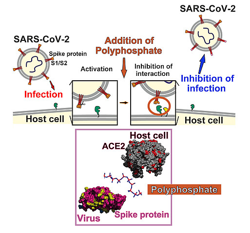 Blockade der Bindung der Rezeptorbindungsdomäne des Coronavirus-SARS-CoV-2-Spike-Proteins
