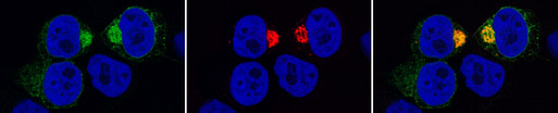 Immunozytochemie