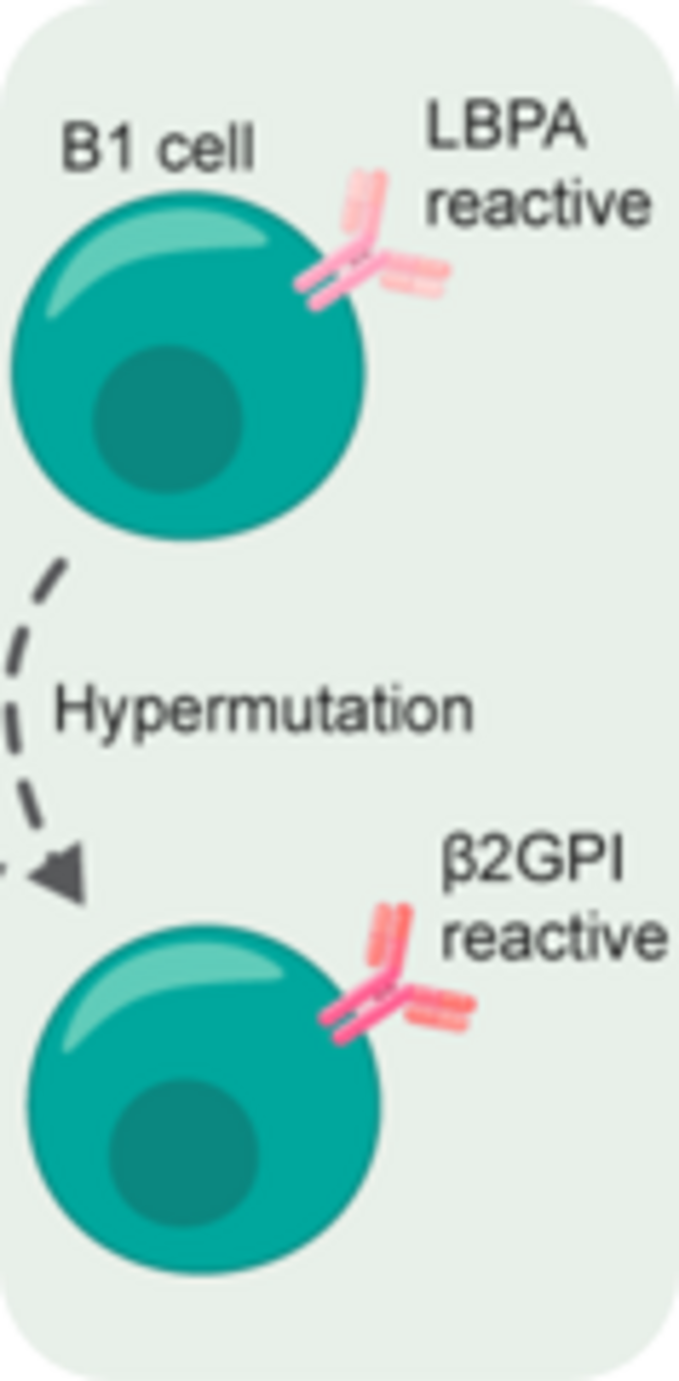 Hypermutation of aPL-producing B cells