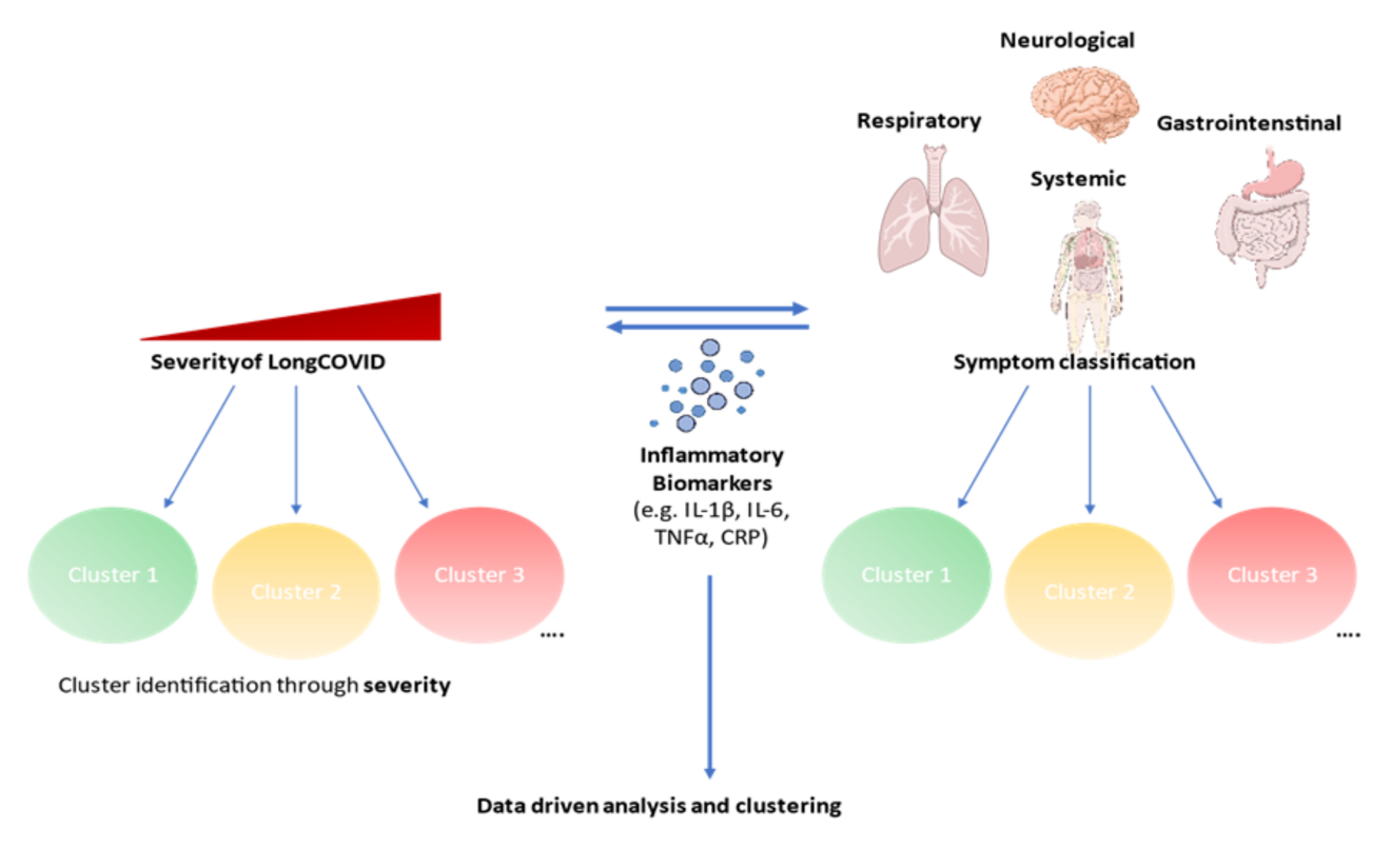 Patients will be clustered according to their severity of long COVID, based on the symptomatic or a combination of all the parameters according to a data driven approach.