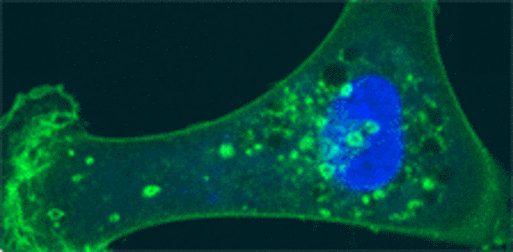 cell