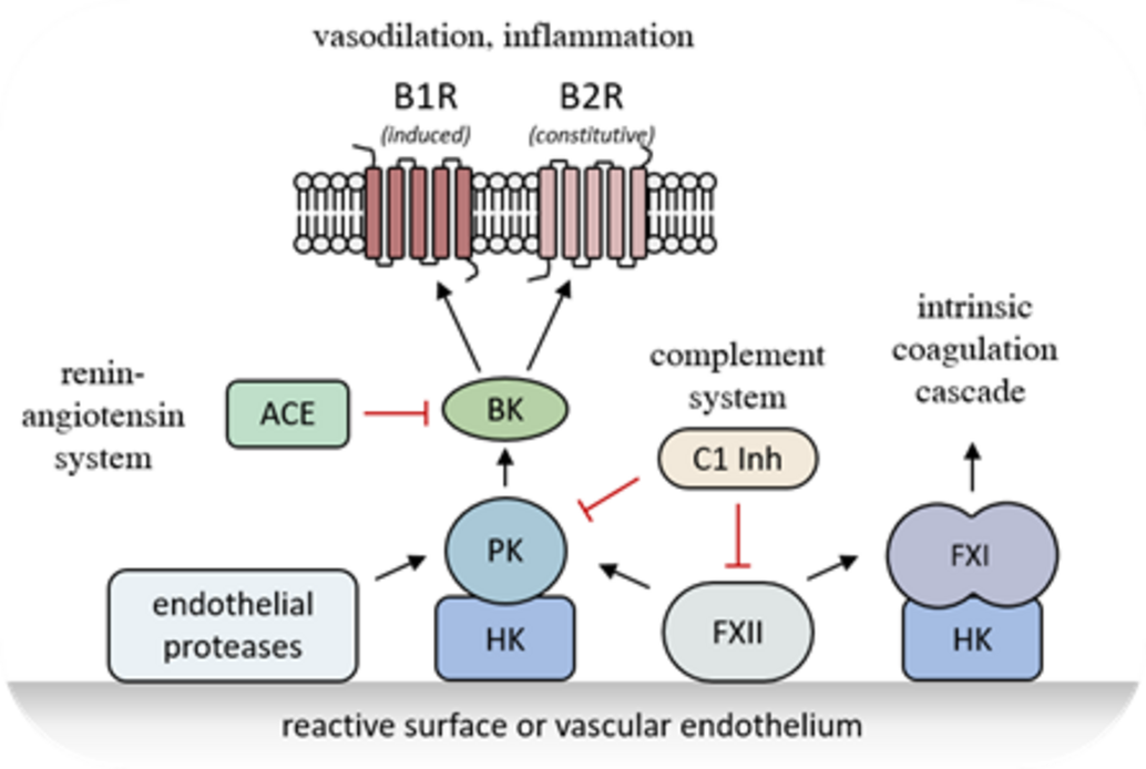 Kallikrein-Kinin-System