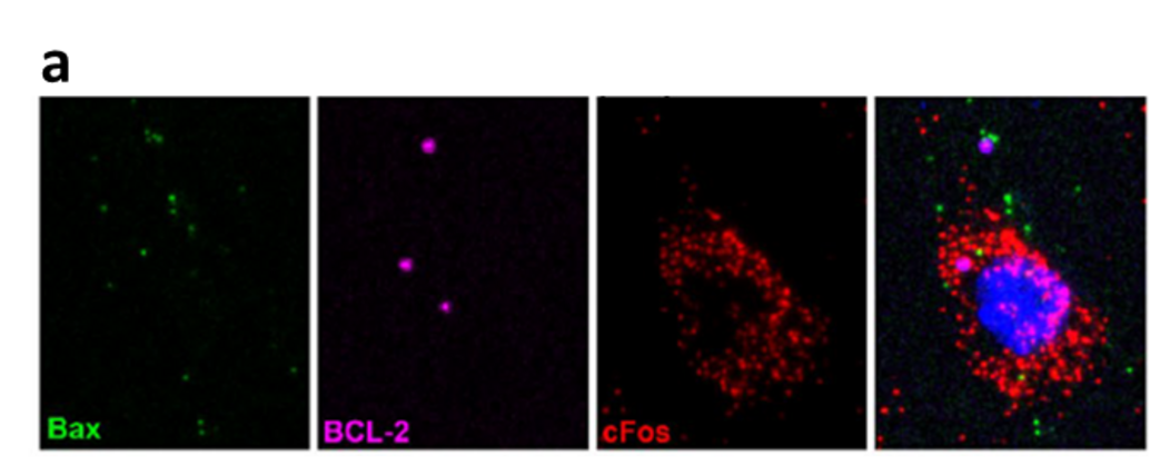 Multiplexed Fluorescence