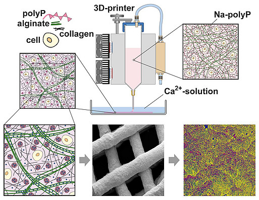 3D-Zelldruck mit Hilfe eines Bioprinters