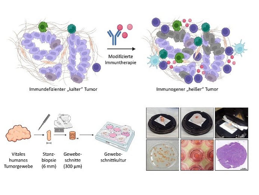 Immunpatho2