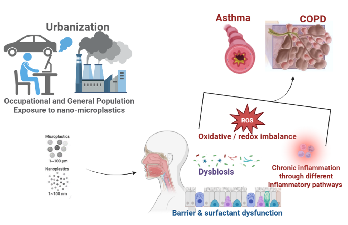 Proposed mechanisms linking airborne micro- and nanoplastic (MNP) exposure to chronic airway disease.