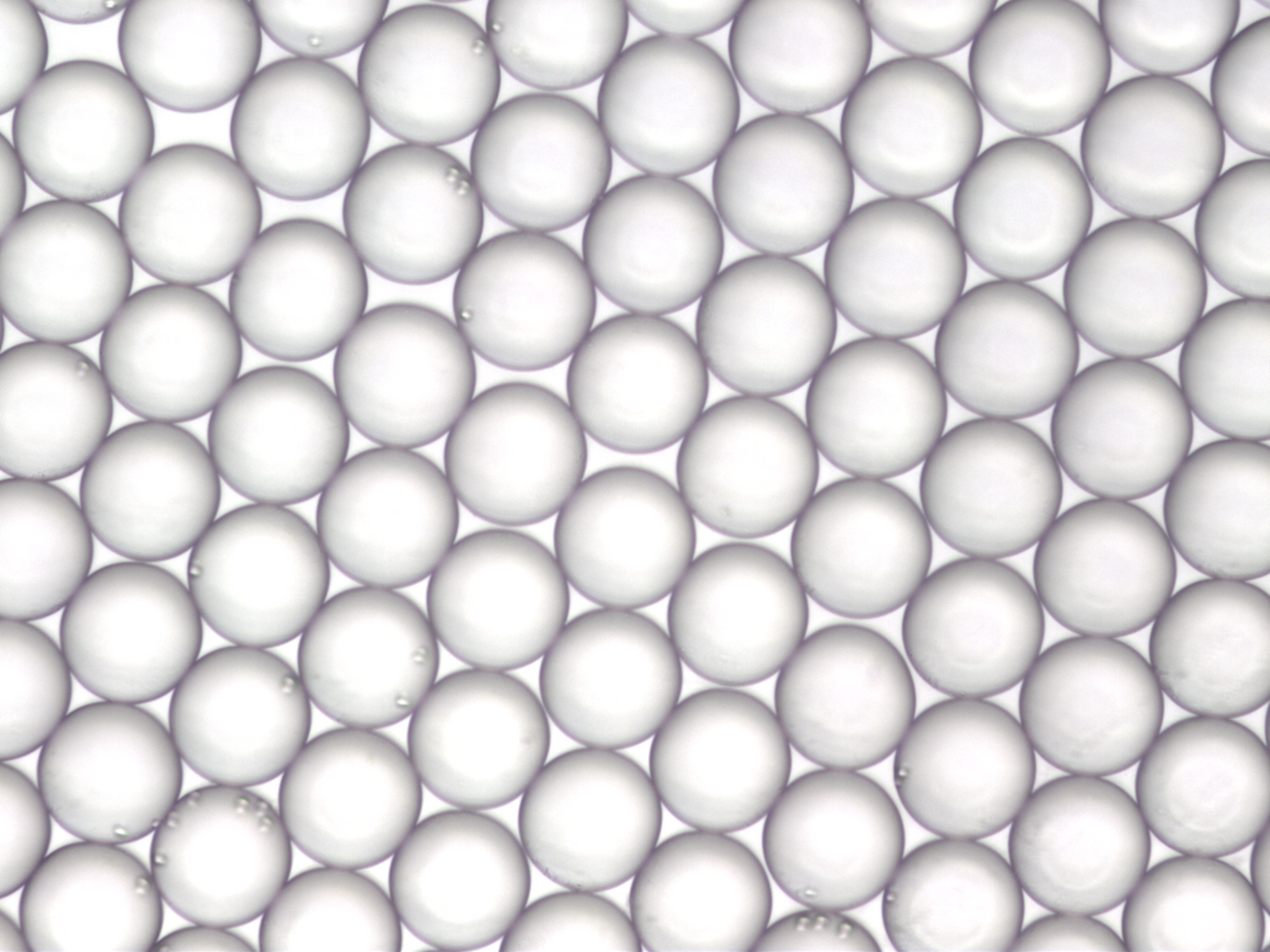 Microscopic image of the PCR compartments of digital droplet PCR