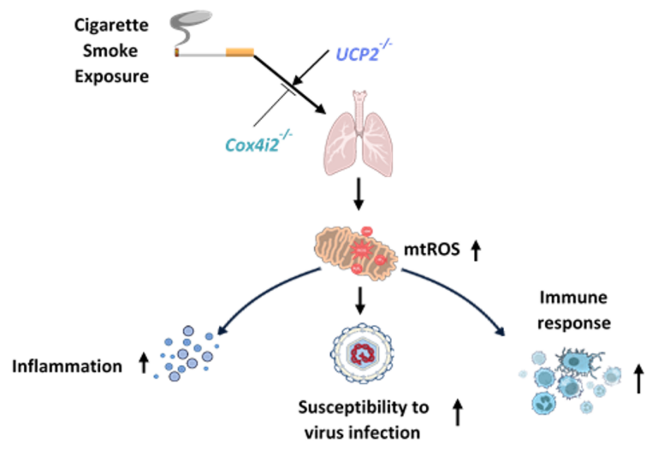 Cigarette smoke reactive oxygen species (ROS) damages mitochondria, promoting inflammation and enhanced susceptibility to virus infection. These effects may be attenuated by Cox4i2-/- or enhanced through UCP2-/-. Made with https://bioart.niaid.nih.gov/