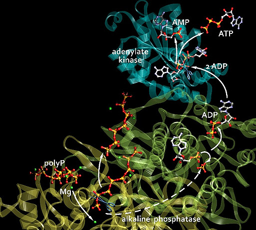 Spaltung der energiereichen Phosphoanhydridbindungen von PolyP