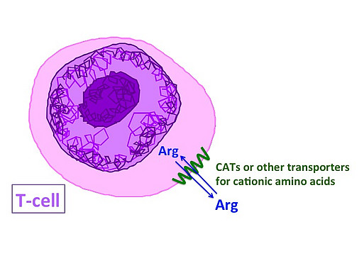 T-cell