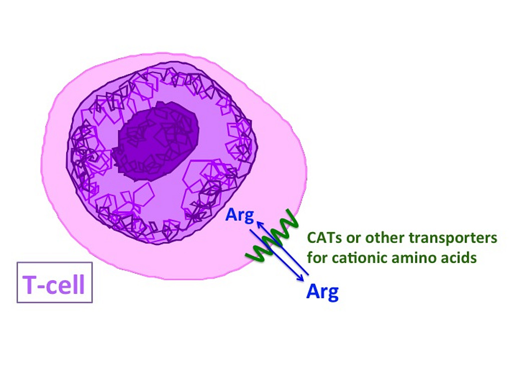 T-Cell
