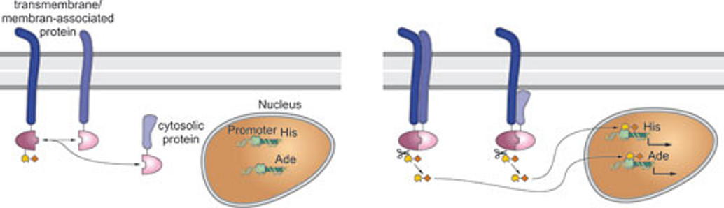 Lipoprotein Rezeptoren 01