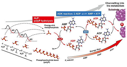 PolyP als Energie-Donor.