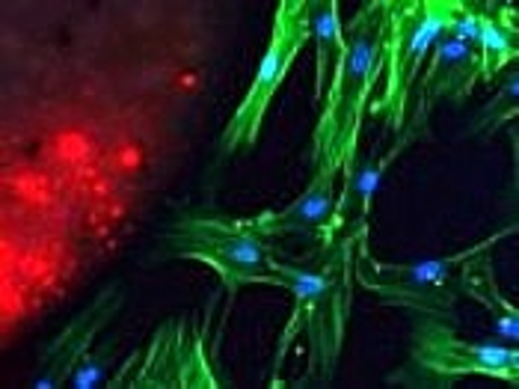Gingivafibroblasten in Kontakt mit einem Wurzelkanalfüllungsmaterial