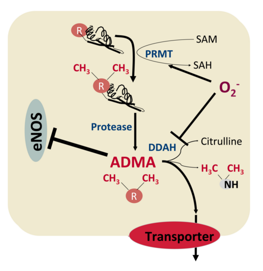 ADMA
