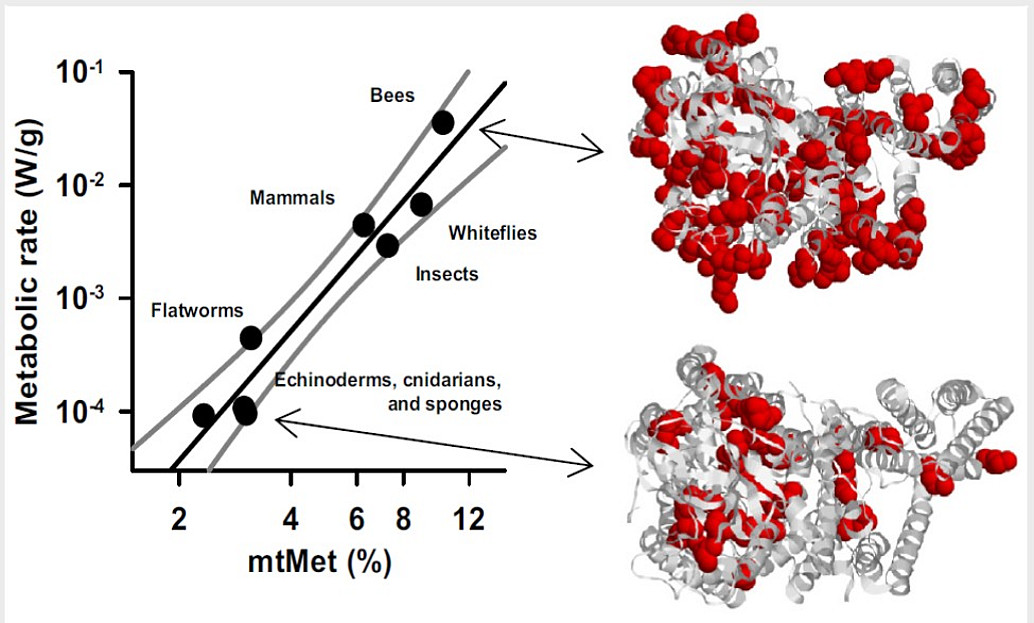 BM_image1