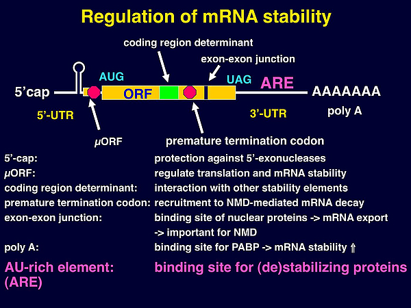 mRNA stability