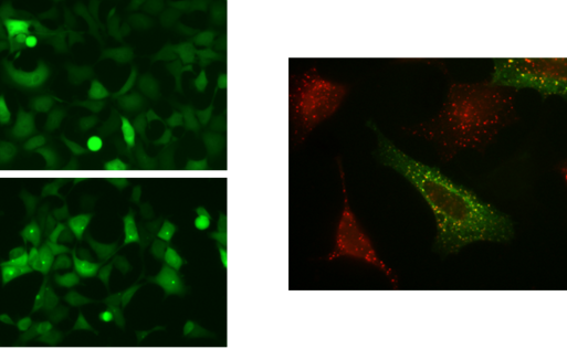HEK 293 LUC-GFP RME-8 RNAi
