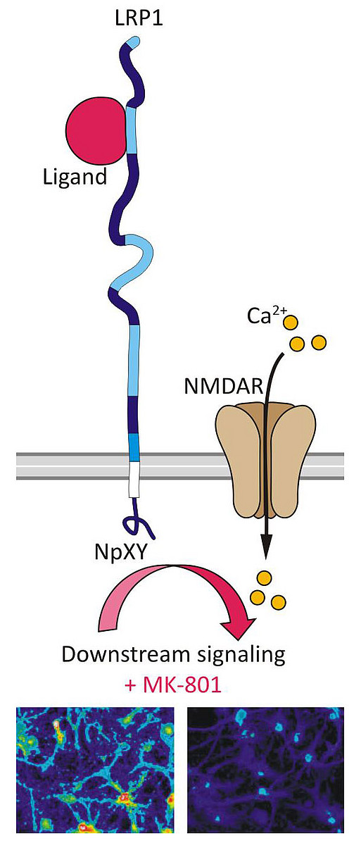 Downstream signaling