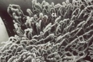histo48Aa_sm.jpg (11953 bytes)