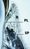 histo48a_sm.jpg (7296

  bytes)