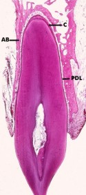 histo68a_sm.jpg

 (12944 bytes)