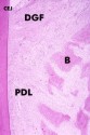 histo70a_sm.jpg
 (4172 bytes)