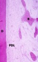 histo71a_sm.jpg
 (3799 bytes)