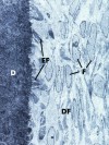 histo72a_sm.jpg
 (7228 bytes)