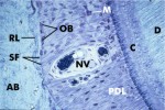histo79a_sm.jpg




 (7973 bytes)