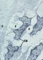 histo84a_sm.jpg
 (5217 bytes)