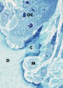 histo86a_sm.jpg
 (5647 bytes)
