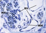 histo91a2_sm.jpg
 (9207 bytes)