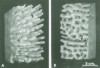 histo8_sm.jpg (3083 bytes)