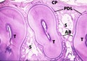 histo127Ca2_sm.jpg
(5499 bytes)