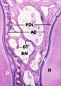histo127Da2_sm.jpg
 (6119 bytes)