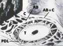 histo127a2_sm.jpg (6641
    bytes)