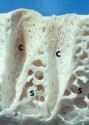 histo128a2_sm.jpg
    (5063 bytes)