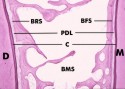 histo138Aa_sm.jpg
 (4844 bytes)