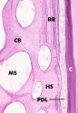histo138Ba_sm.jpg
 (4759 bytes)